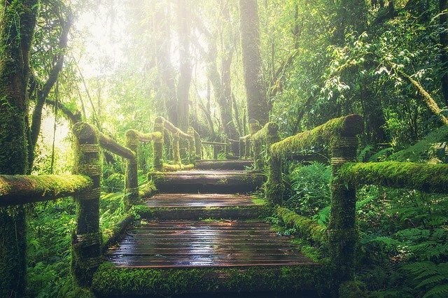 Image d'un pont au milieu des bois